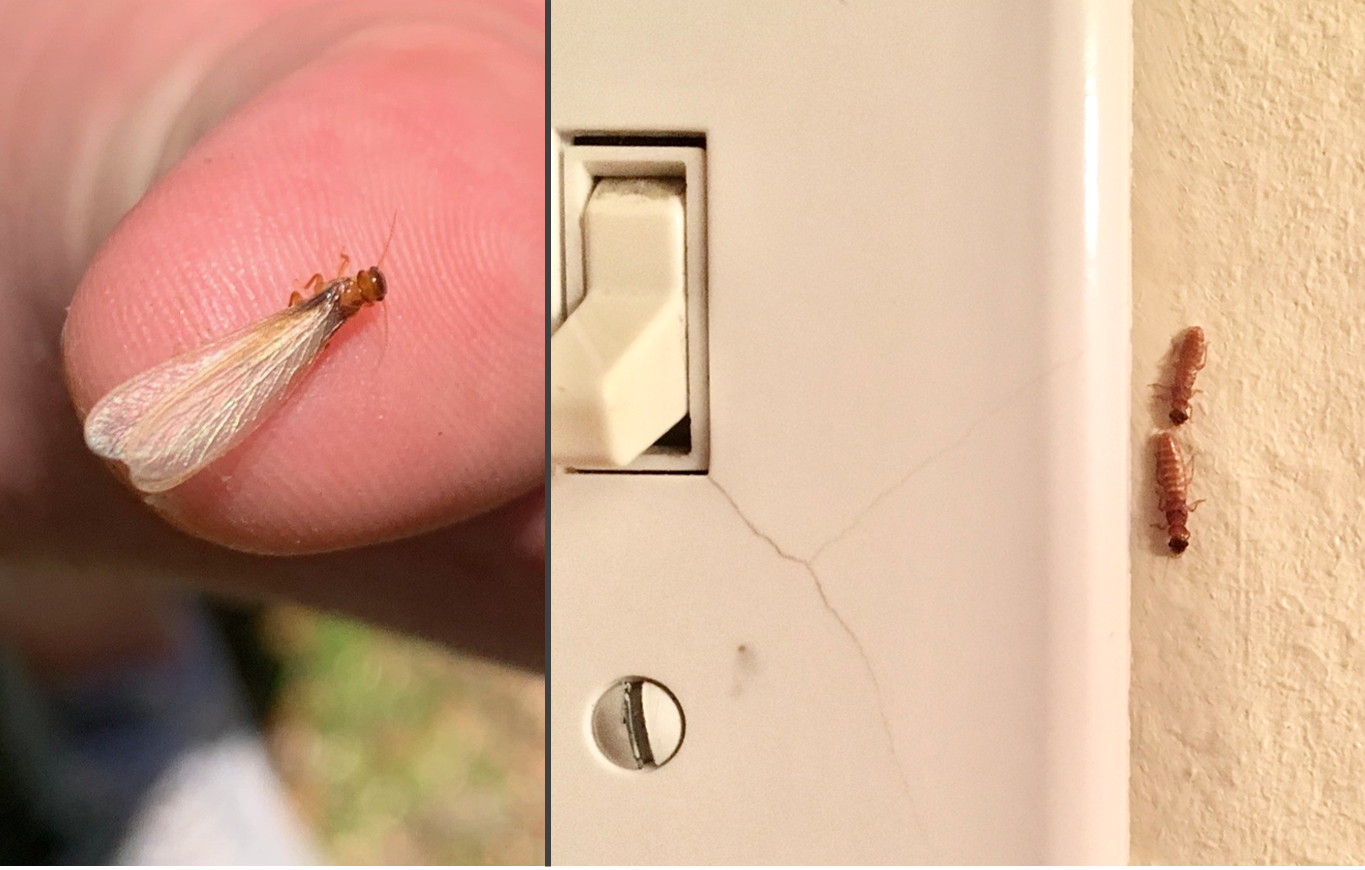 Mother’s Day is over, but termites missed the message